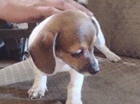 Mixed Breed – chiwennie puppies for sale – Farmington