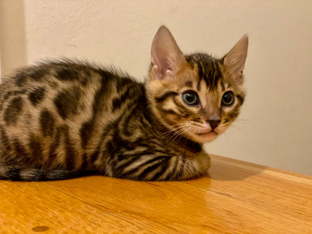 Bengal – Male Bengal Kitten