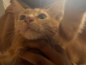 cute small kitten – Miami