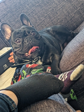 French Bulldog – KC registered full pedigree papers aswell Frenchie pup 17 month old