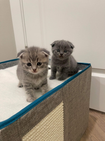 Persian (Modern) – Persian Scottish fold