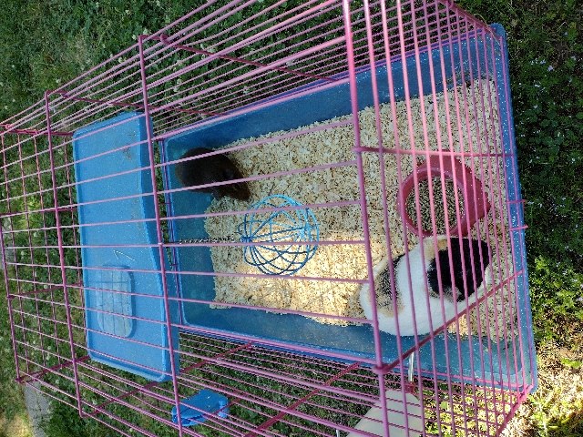 4 guinea pigs