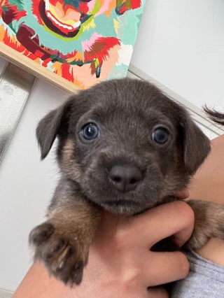 Yorkshire Terrier – puppy for sale, Sally, she is a mix.