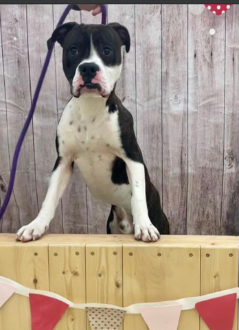 Boxer – boxer fog