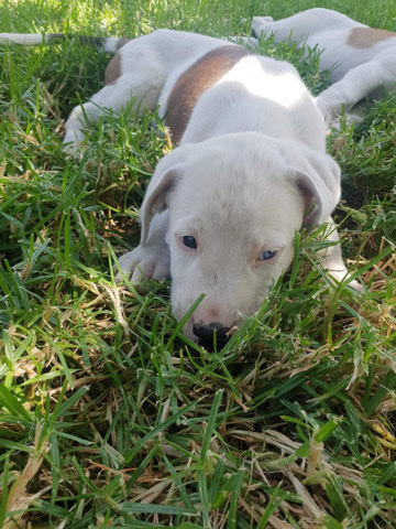 Bull and Terrier – Bull Arab puppies