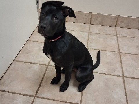 German Shepherd – daisy! German shepherd and blue nose pit bull – Bethany