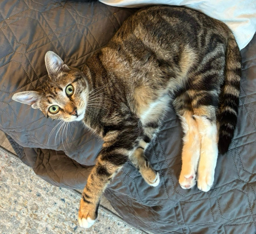Russian White, Black and Tabby – Cute Cat