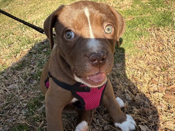 American Bulldog – Blu The American Bully – Greenville