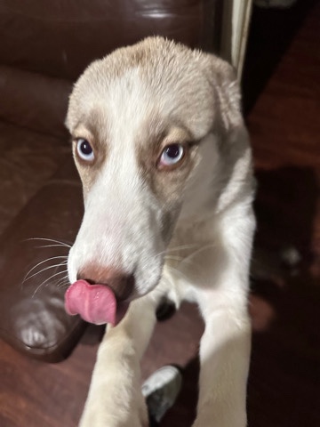 Siberian Husky – Ashley