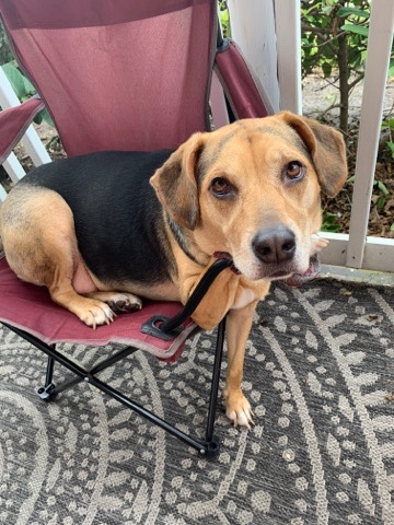 Beagle – dog needs good home