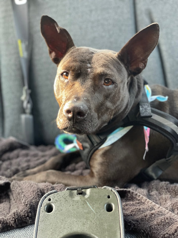 American Pit Bull Terrier – Popcorn