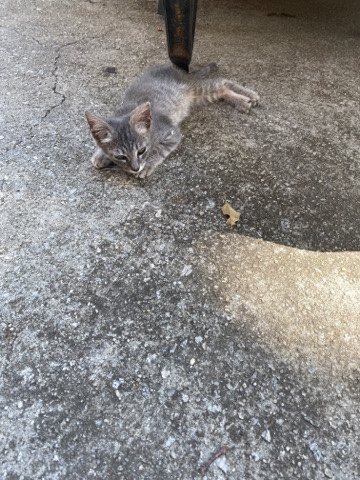 Cat