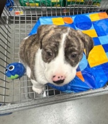 Staffordshire Bull Terrier – Staffordshire Bullterrior