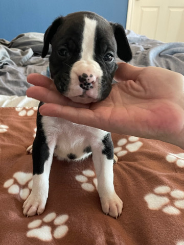 Boxer puppies