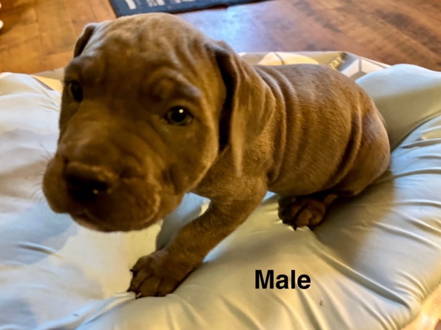 Cane Corso – Cane Corso puppy – Savannah