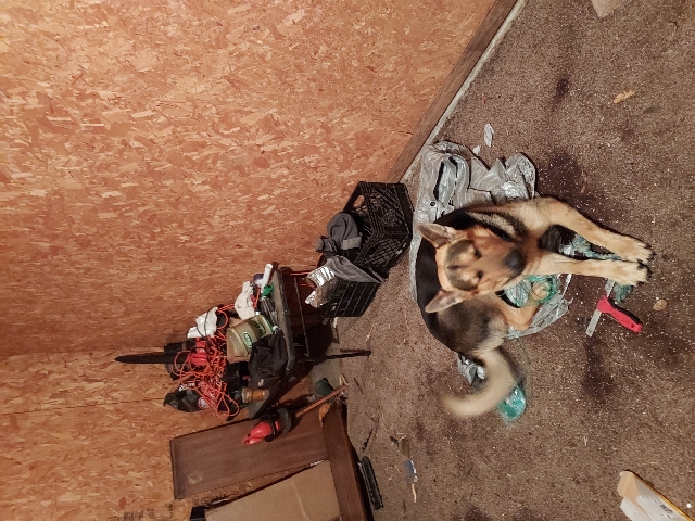German Shepherd – Selling