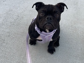 American Bulldog - micro bully available for adoption in San Jose