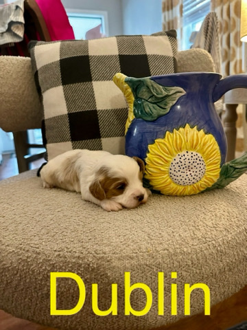 Valentine’s CKC F2 Toy Cavapoo Puppies