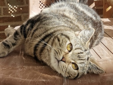 Scottish Fold – Scottish straight – Abu Dhabi
