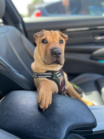 Shar Pei – My Beautiful Shar Pei x Cocker Spaneil