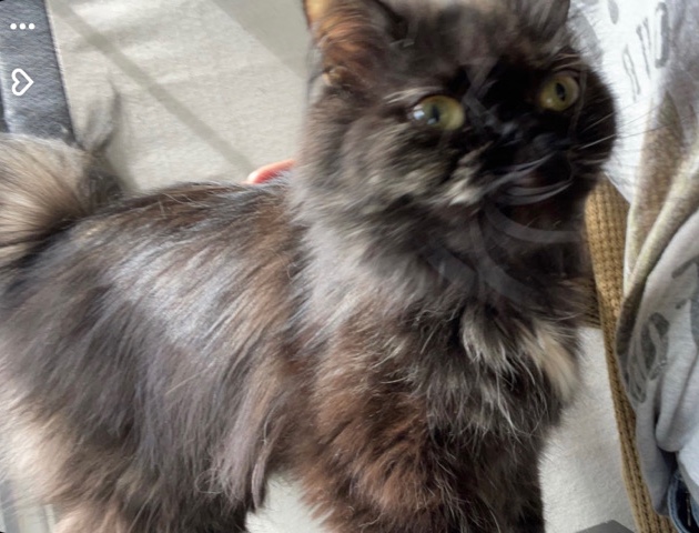 Persian (Modern) – Persian cat