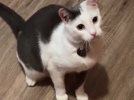 American Shorthair – Rehoming Tiger