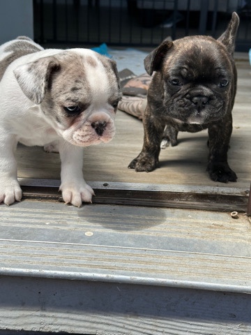 French Bulldog – frenchies