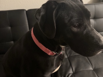 Labrador Retriever – Diamond. – Silverdale