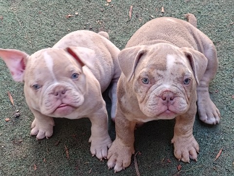 Bull and Terrier - Bully puppies  available for adoption in Miami