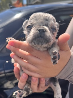 French Bulldog – Fluffy French Bulldogs For Sale!