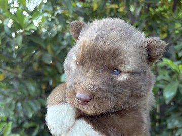 Siberian Husky – Siberian husky pups – Warrenville
