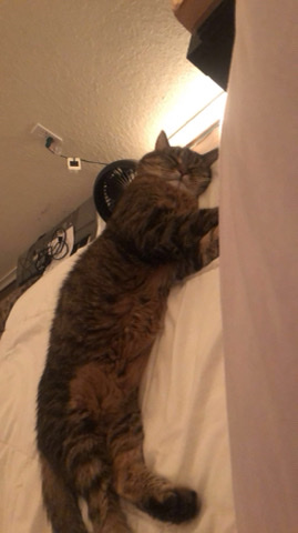 Sweet Cat