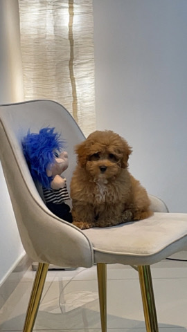 Maltese – good dog