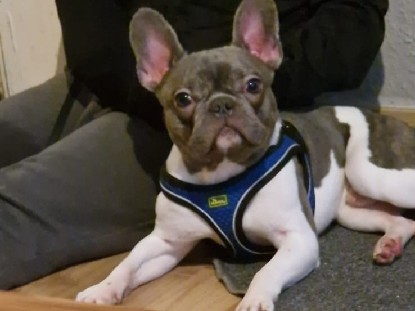 French Bulldog - tayse sucht new familie für immer 😍😍 available for adoption in Düsseldorf