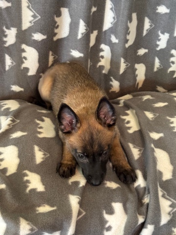 Belgian Shepherd Dog (Malinois) – Belgian Malinois Puppies
