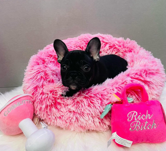 French Bulldog – 3 month French bulldog female