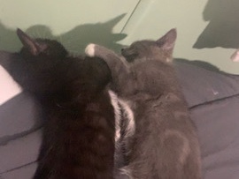 All - Kittens  available for adoption in Brazeau County