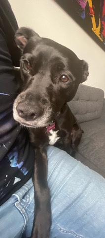 Labrador Retriever – Athena