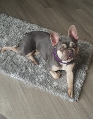 female French bulldog