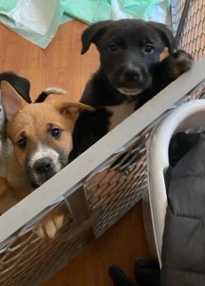 German Shepherd – female puppies