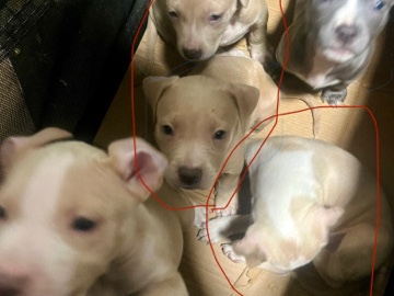 American Pit Bull Terrier – pit bull puppies – Newark