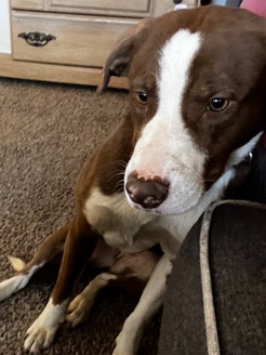Pointer (dog breed) – Zira Needs a Home!