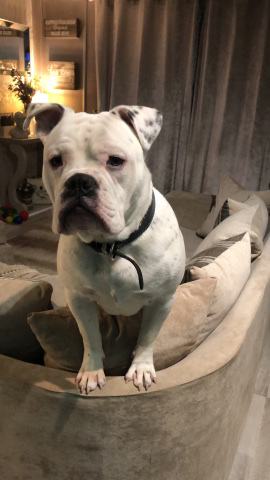 old tyme bulldog pup