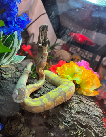banana ball python
