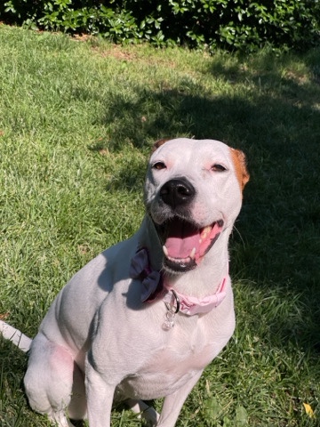 Treeing Walker Coonhound – Female Treeing Walker Coonhound Mix
