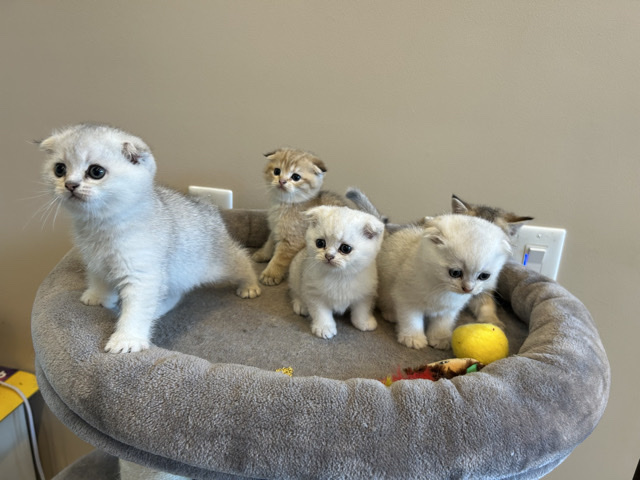 Scottish Fold – purebred Scottish kittens – Inman
