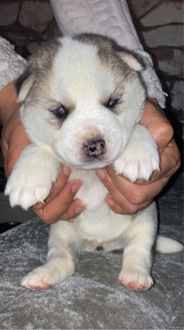Siberian Husky – Siberian huskies