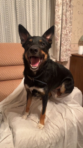 Border Collie – kenzo is looking for his forever home