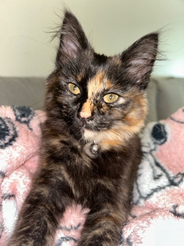 American Shorthair – 12 week tortoiseshell female kitten & supplies