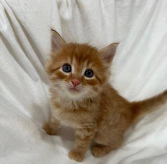 Maine Coon – Maine **** kittens